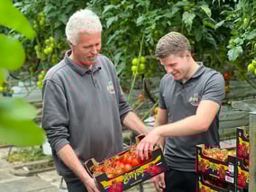 Zwei Männer inspizieren in einem Gewächshaus Kisten mit frisch geernteten Tomaten