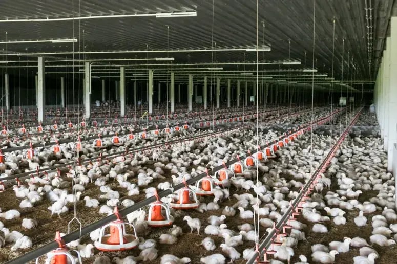 Binnenkant van een pluimveestal met veel kuikens rond voederapparatuur