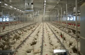 Grote binnen pluimveehouderij met rijen witte kippen en ventilatiesystemen aan het plafond