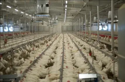 Grande ferme avicole intérieure avec des rangées de poulets blancs et des systèmes de ventilation au plafond