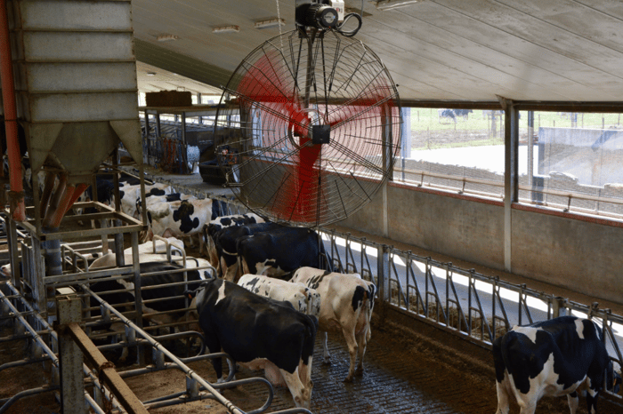 ventilador de gran tamaño en funcionamiento en una granja de vacas dentro de un establo con techos altos