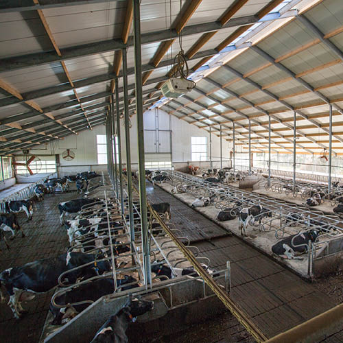 Inside of a dairy barn with Multifan dairy fans