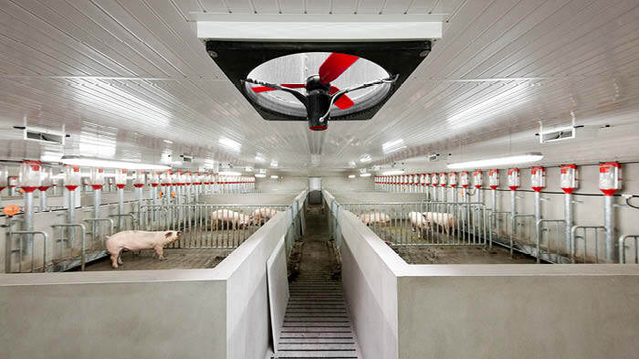 Binnenkant van een varkensstal met een grote ventilator aan het plafond en verschillende varkens in hun hokken
