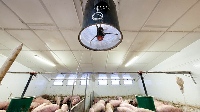 An interior view of a pig pen with pigs feeding and a large ventilation tube fan mounted on the ceiling