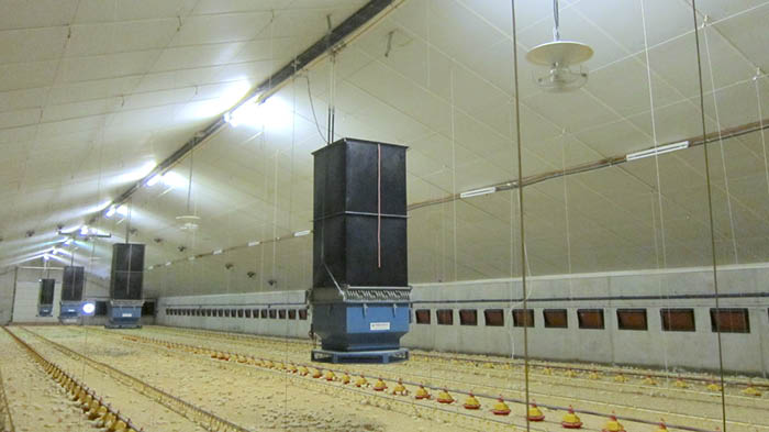 Ventilateurs V-FloFan Multifan installés dans une volière, montrant l'équipement utilisé pour ventiler les grands espaces d'élevage de volailles