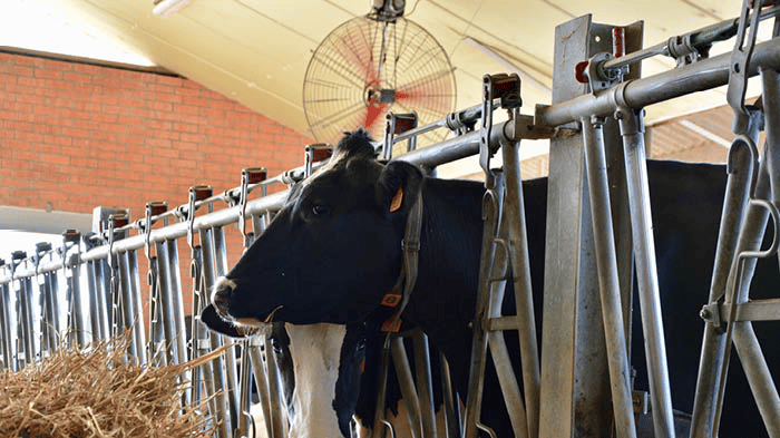 Vache dans une étable avec un ventilateur suspendu au-dessus