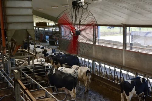 An overhead view of a dairy barn featuring a large industrial fan mounted on the ceiling. Below, several cows are seen grazing in their stalls. The barn is well-lit, with natural light coming through large windows, and the flooring is clean, indicating good maintenance.