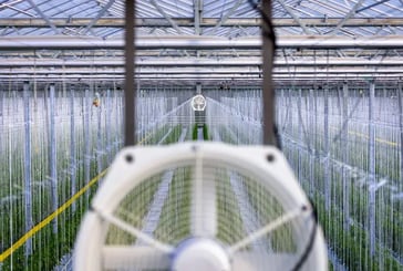 Binnenzicht van een kas met ventilatoren en rijen met planten