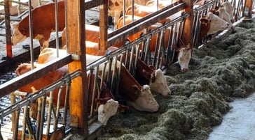 Cows eating hay in a barn with wooden and metal feeding barriers