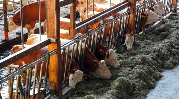 Koeien eten hooi in een melkveestal