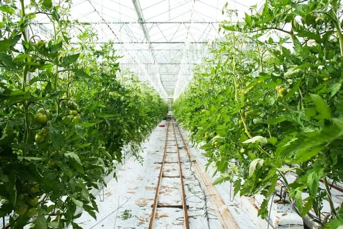 Binnenzicht van een kas met tomatenplanten en een railsysteem op de vloer