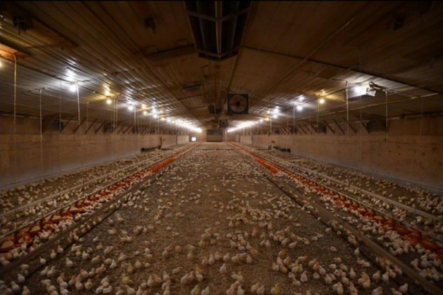Poultry barn with multifan
