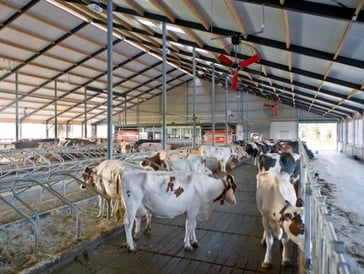 Multifan dairy fans in a dairy barn