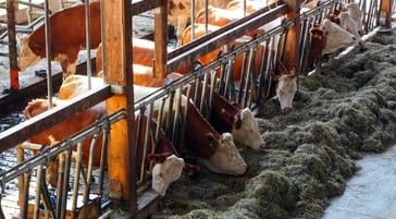 Preventing heat stress in dairy cows