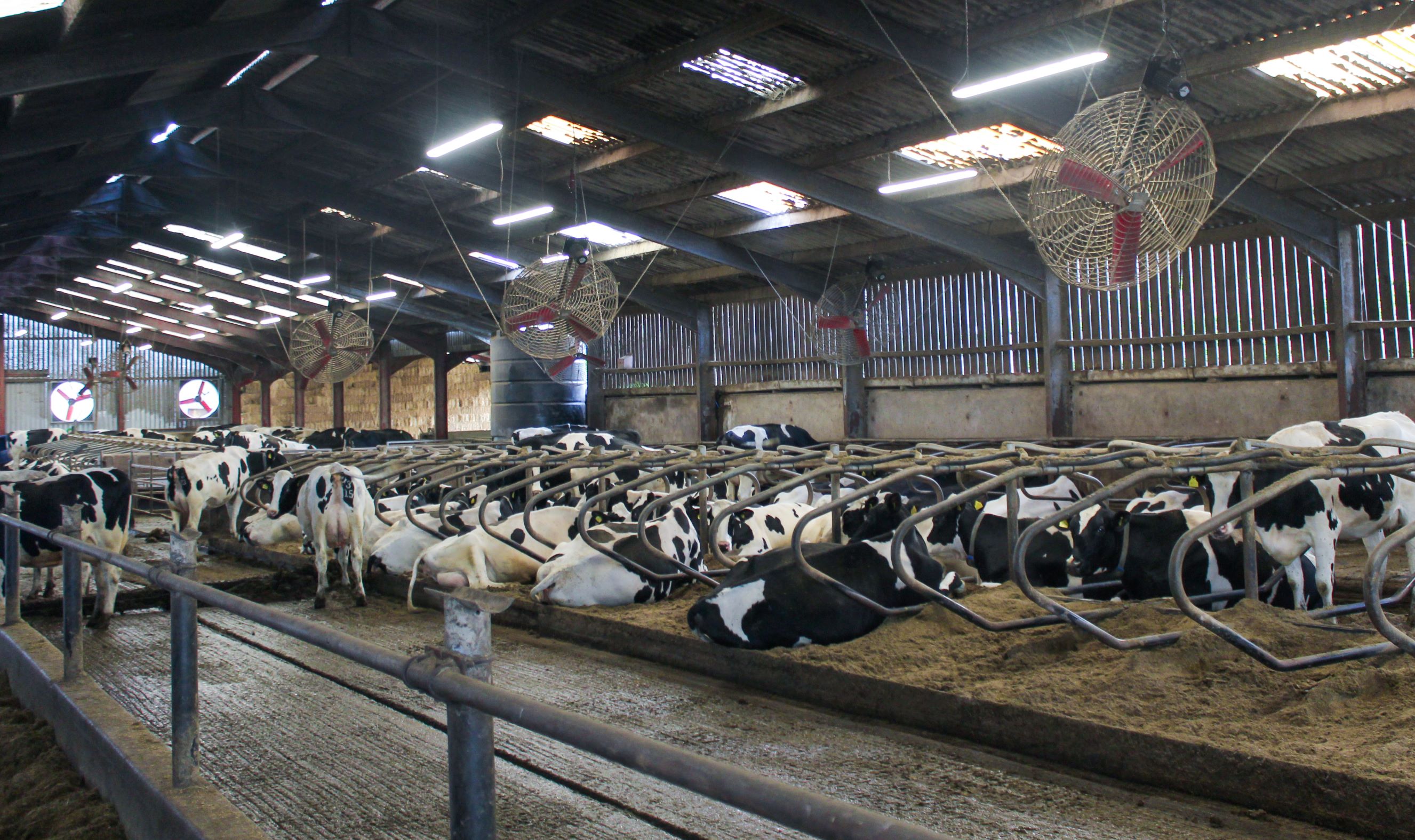 Dary cows laying down under Multifan Basket fan