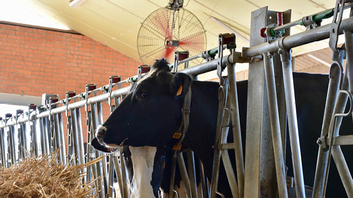 Video on cooling dairy cattle using the Multifan dairy fan