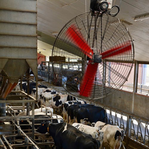 Multifan Basket Fan in a dairy barn