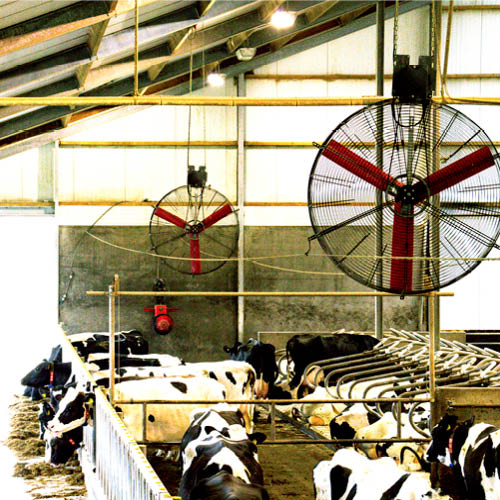 Multifan Ventilateurs en a panier vache laitière 