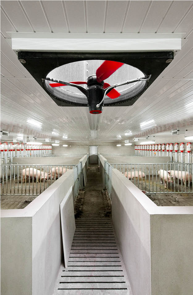 Multifan Panel Fan installed in the ceiling of a pig barn for ventilation