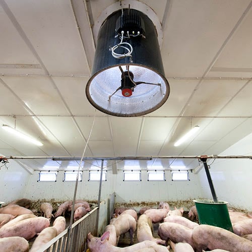 Multifan Pijpinbouw Ventilatoren varkens