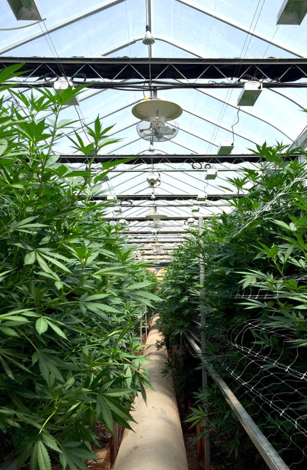 Vertical circulation fan in the centre of a cannabis greenhouse