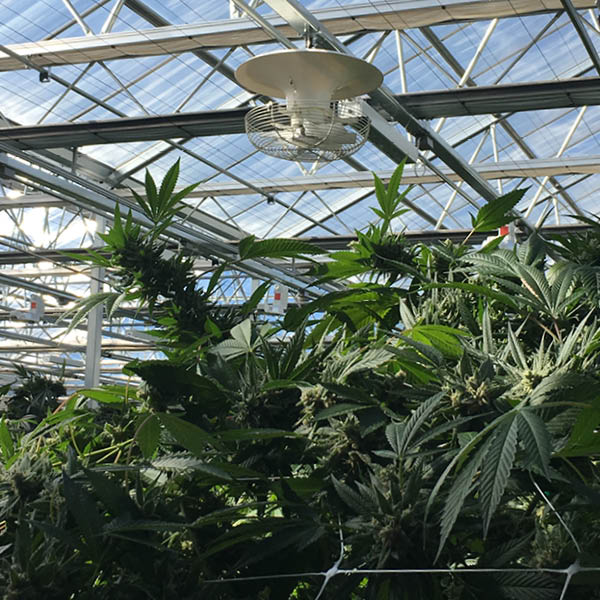 Vertical circulation fan in a cannabis greenhouse