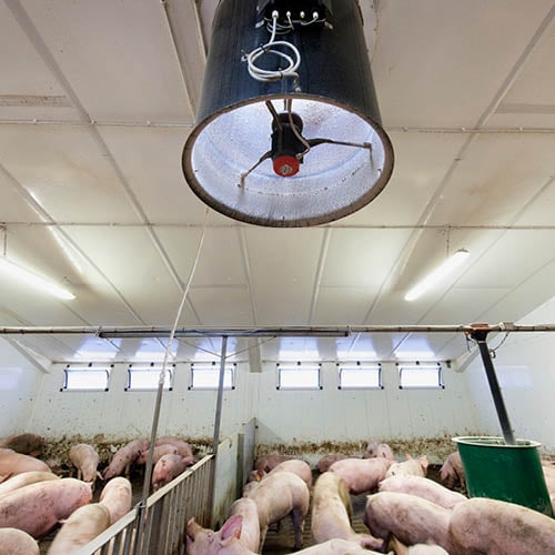 Multifan Rohreinbauventilatoren Schweine