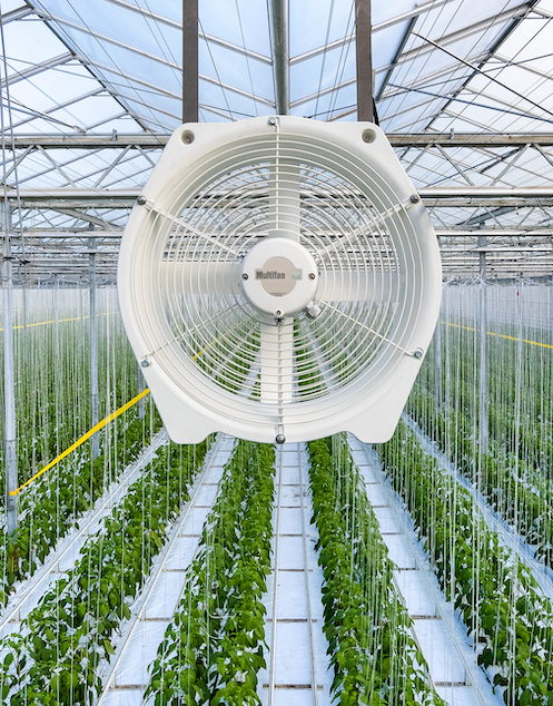 Multifan fan for greenhouse