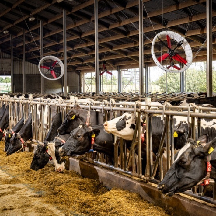 Vostermans 020825  Schandelo - 01-1-1