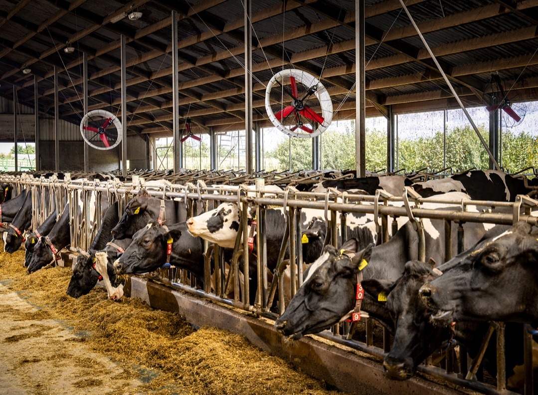 Vostermans 020825  Schandelo - 01-1